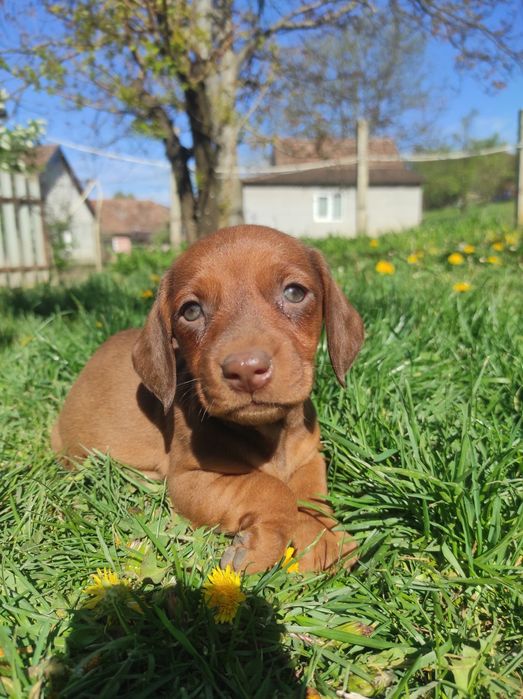 Catel Teckel Dachsund