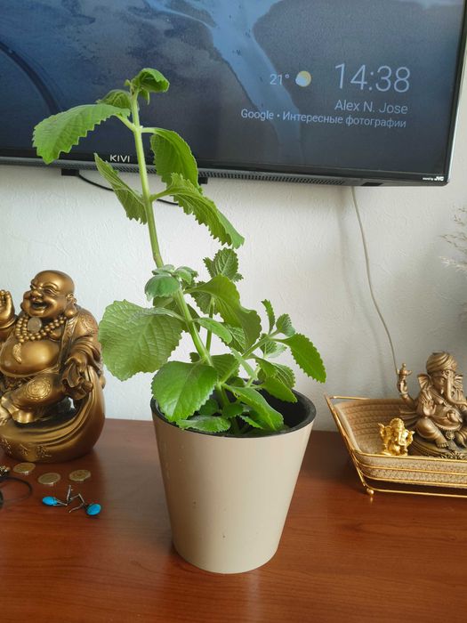 Продам цветок комнатный