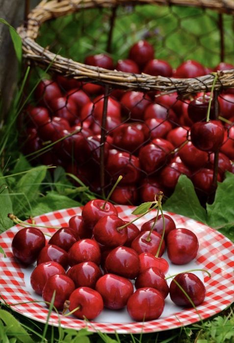 Cirese se vanzare