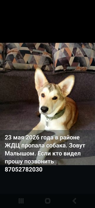 Пропала собака в районе ЖДЦ