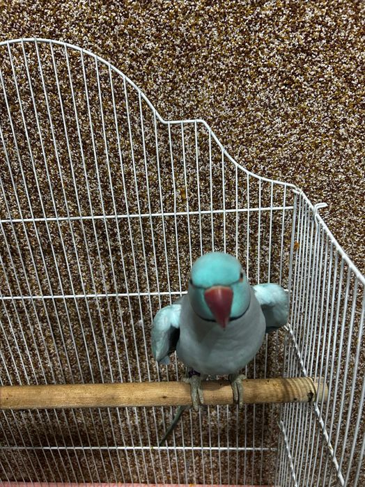 Papagal micul Alexandru