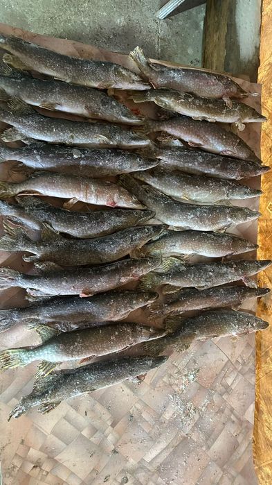 Щука-Шортан Свежый