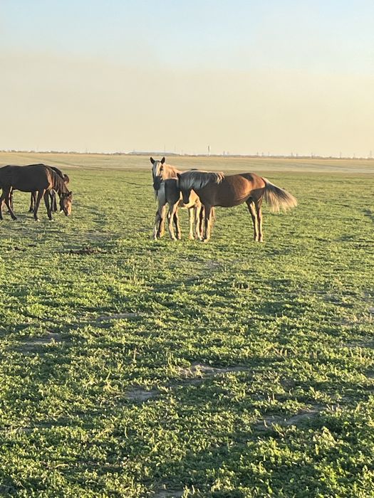 Обменяю лошадеи на машину или продам