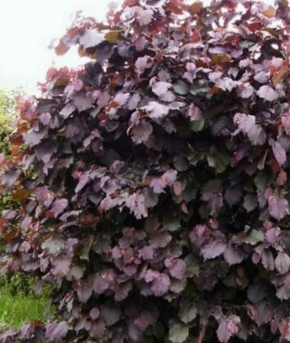 Alun (Soiul Syrena )