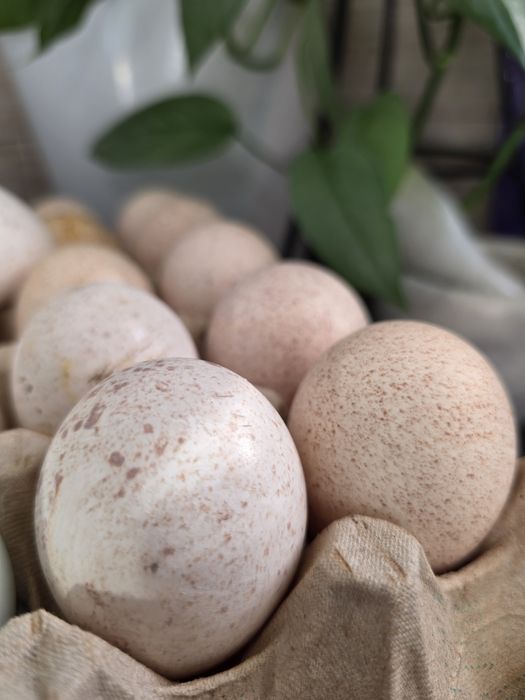 Ouă curcă pentru incubat