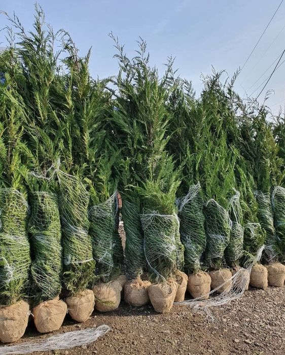 Leylandi chiparos oferta pret de producător