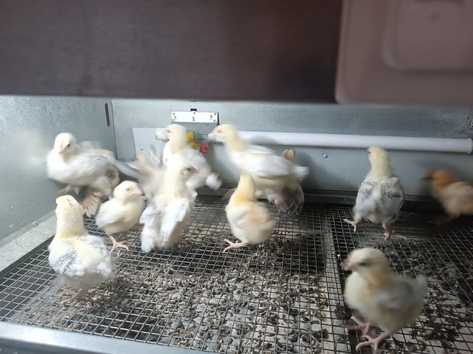 Цыплята Адлер и доминант