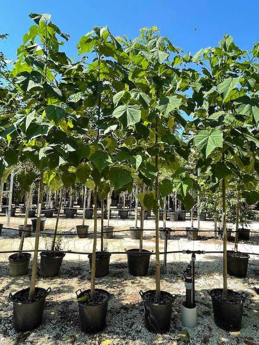 Paulownia tomentosa PAULONIA ornamentala crestere rapida - Isalnita