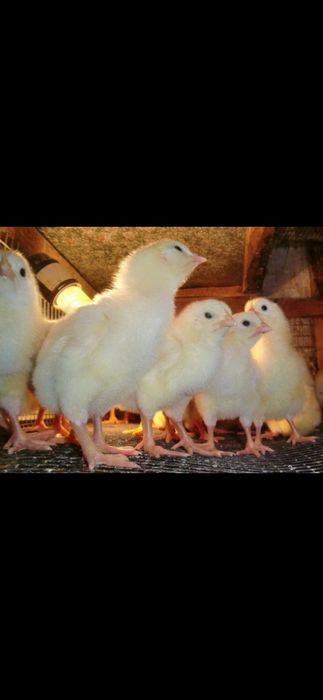Цыплята. Бройлер