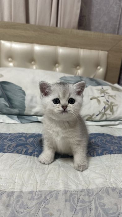 Котёнок серибристая шиншила 2 месяца девочка!