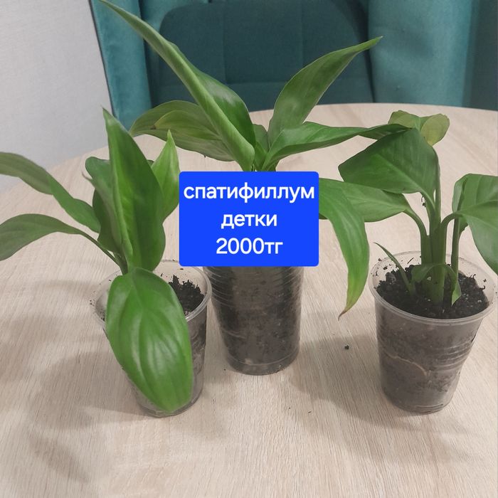 Комнатные растения, цветы