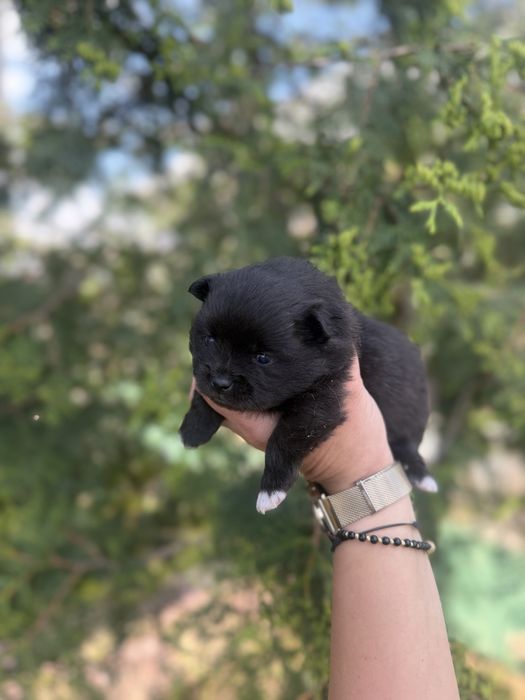 Pomeranian fetita