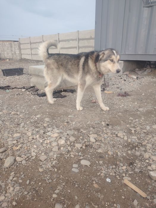 Мальчик, 1,5 года,