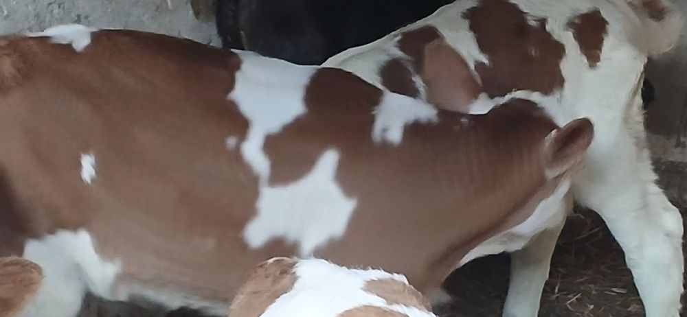 Vitei taurasi si vitele baltata si belgian angus