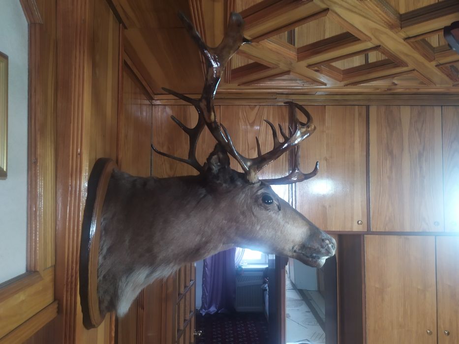 Чучело Олена натуралний