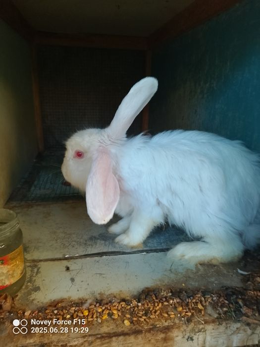 Vilkan va patli quyonlar