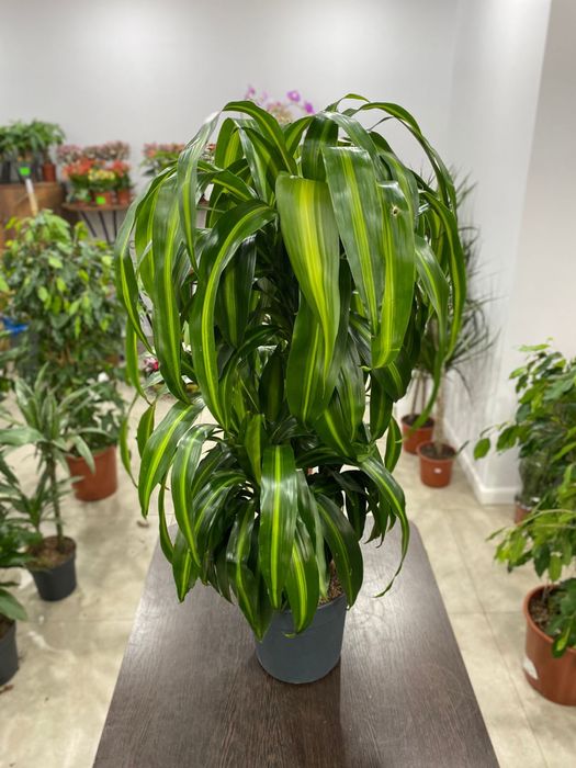 Драцена 100 см новый завоз