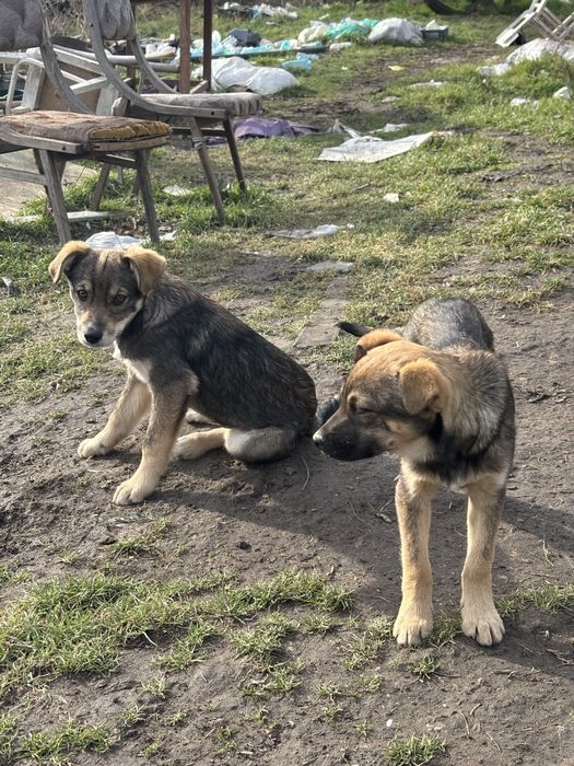 Кученца малка порода