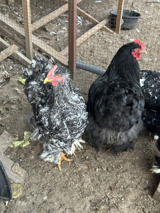 Кохинхин Белый иПолосатый