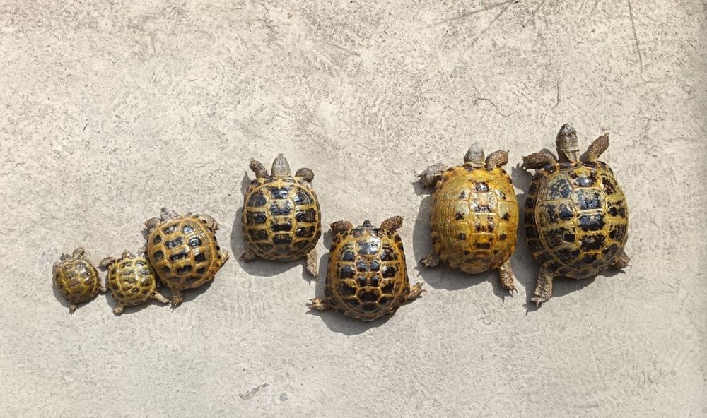 Toshbaqalar hamma razmeri bor Черепашки разные размер