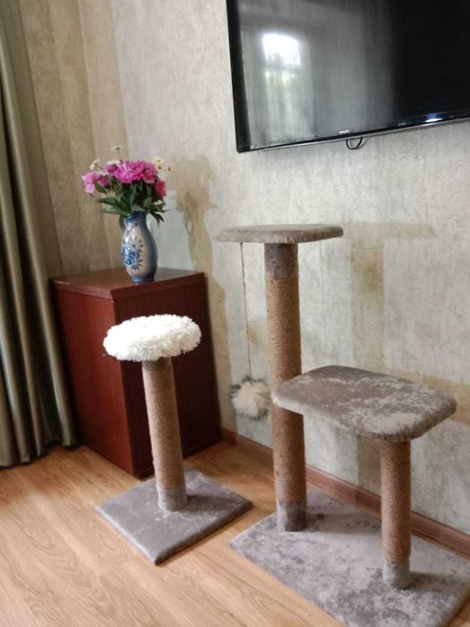 когте точка для  Кошек и  котов