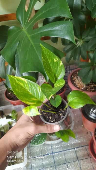 Stendapsus juda gòzal стиндапсус