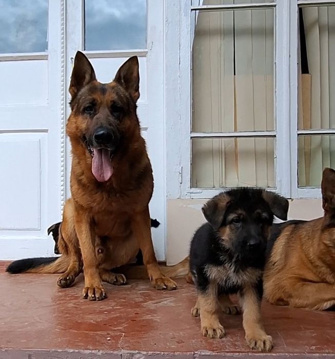 Продаётся щенки немецких овчарок