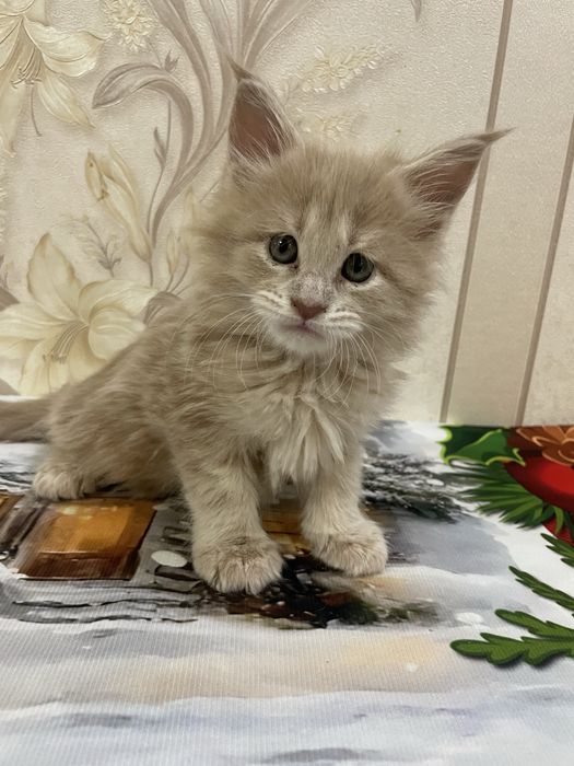 Продаются котята мейн-кун