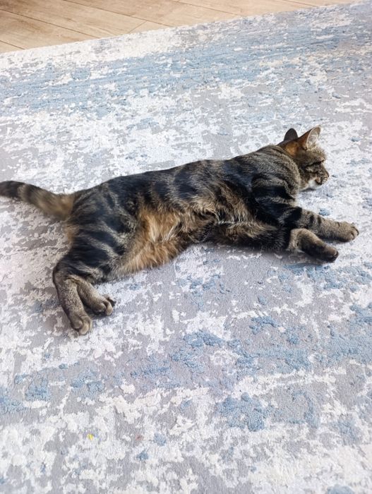 Отдам кошку стерилизованная