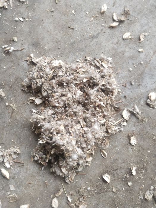 Пахта маҳсулоти ем