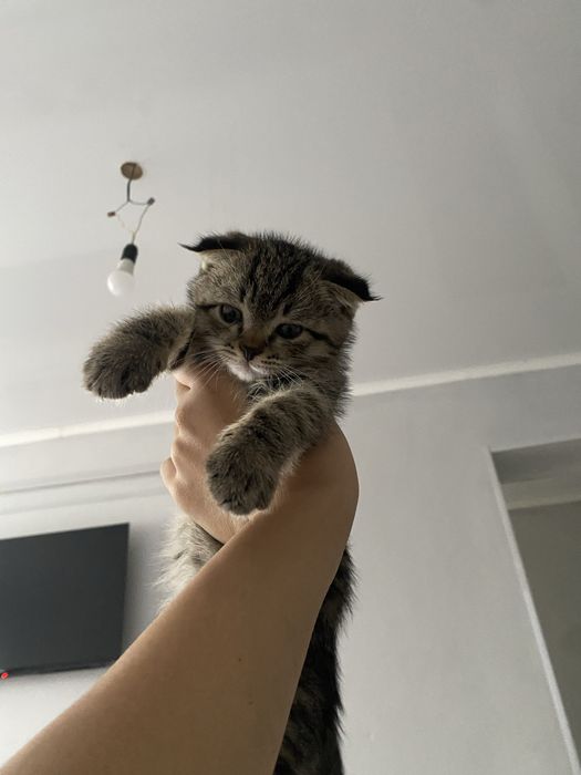 Котенок пародисттый