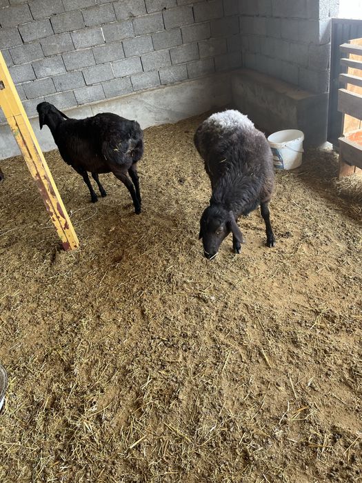 5 қой + 3 қозы сатылады | Келісімді