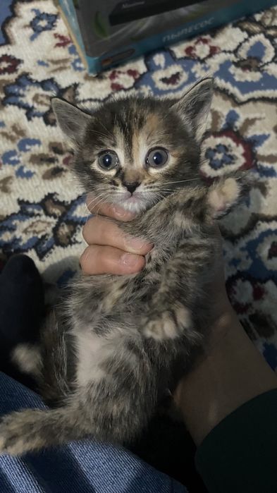 Котенки в добрые руки