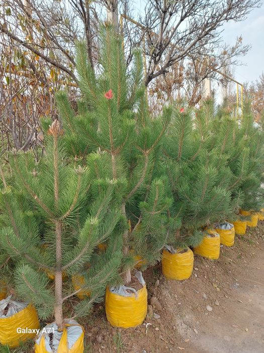 archa bor xarxil turdagi archalar bor