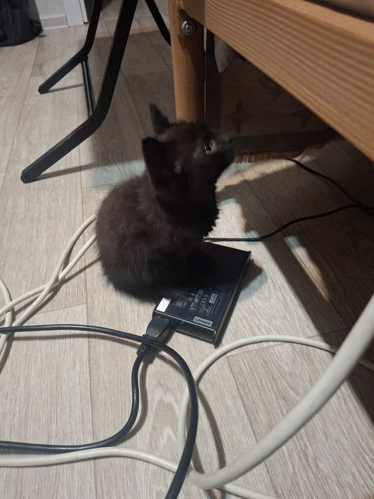 Котенок, девочка