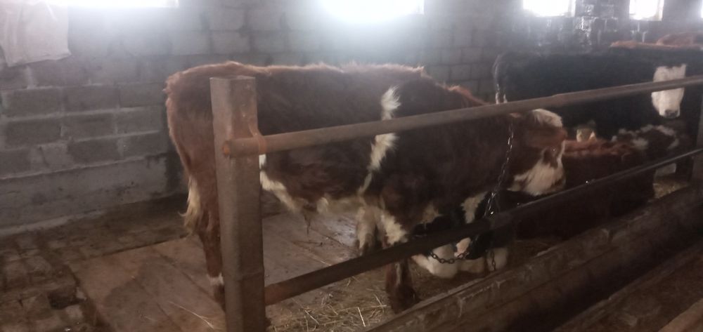 Продаются  бычки