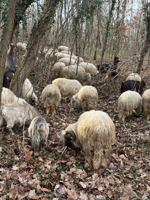 Ovine .și caprine de vnzare preț negociabil  sunați telefon.0740964412 din Satu Mare județul .C…..O