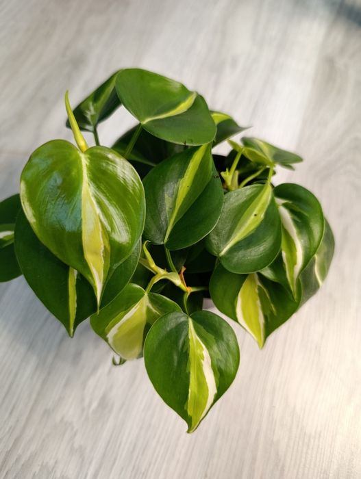 Продам сциндапсусы эпипремнумы филодендрон