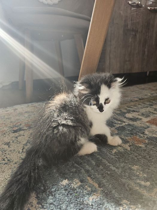 Продаётся котёнок