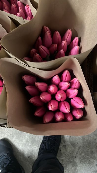 Тюльпаны оптом и в розницу