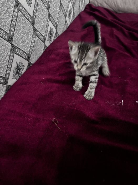 Продам котят шотландцы