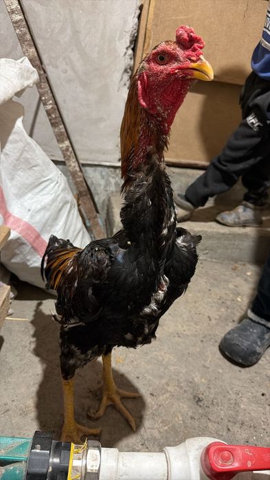 Дакан қораз сатылады