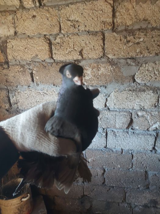 Продам голубей вольных