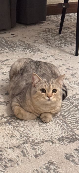 Продается кот скоттиш страйт