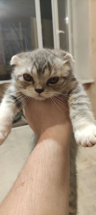 Шотландские котятя