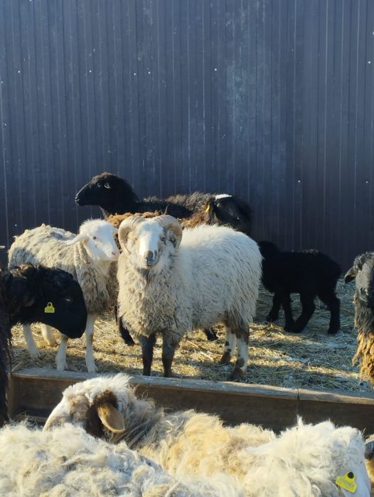 Продам барана. Кошкар