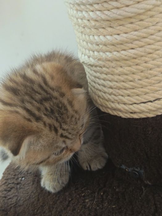 Fold  mushukcha sotiladi