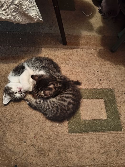 Отдам котят в хорошие руки