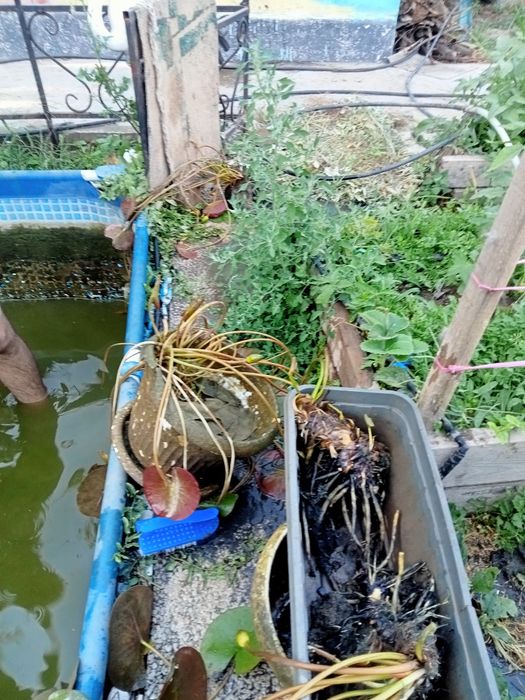 Нимфея или лотос