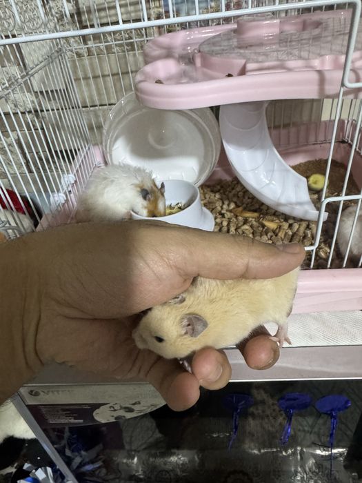 хамичеклар сотилади кафаси билан